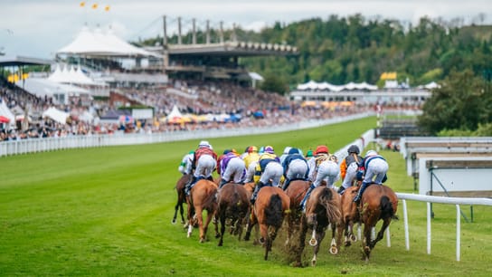 View of horses with jockeys racing on course.