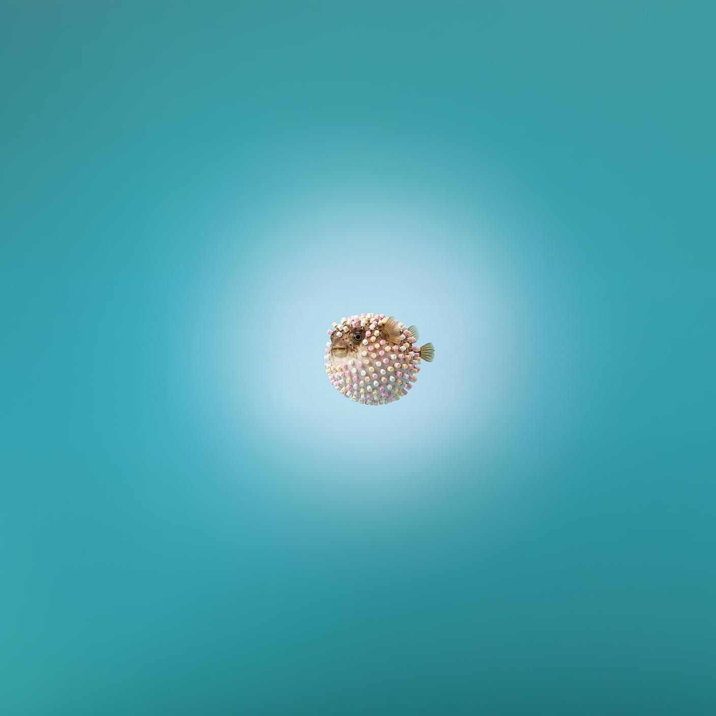 Acorn with teal background.