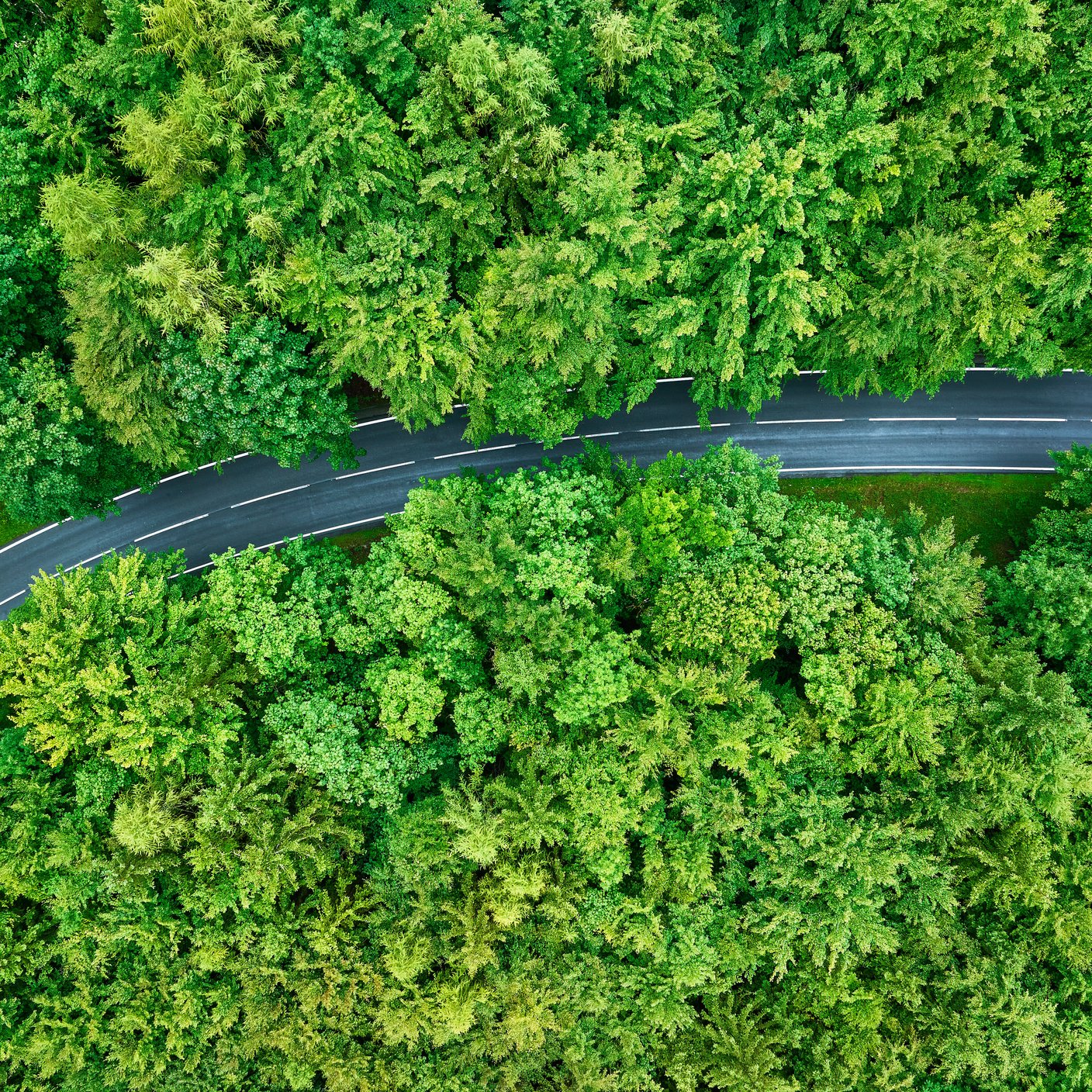 forest road