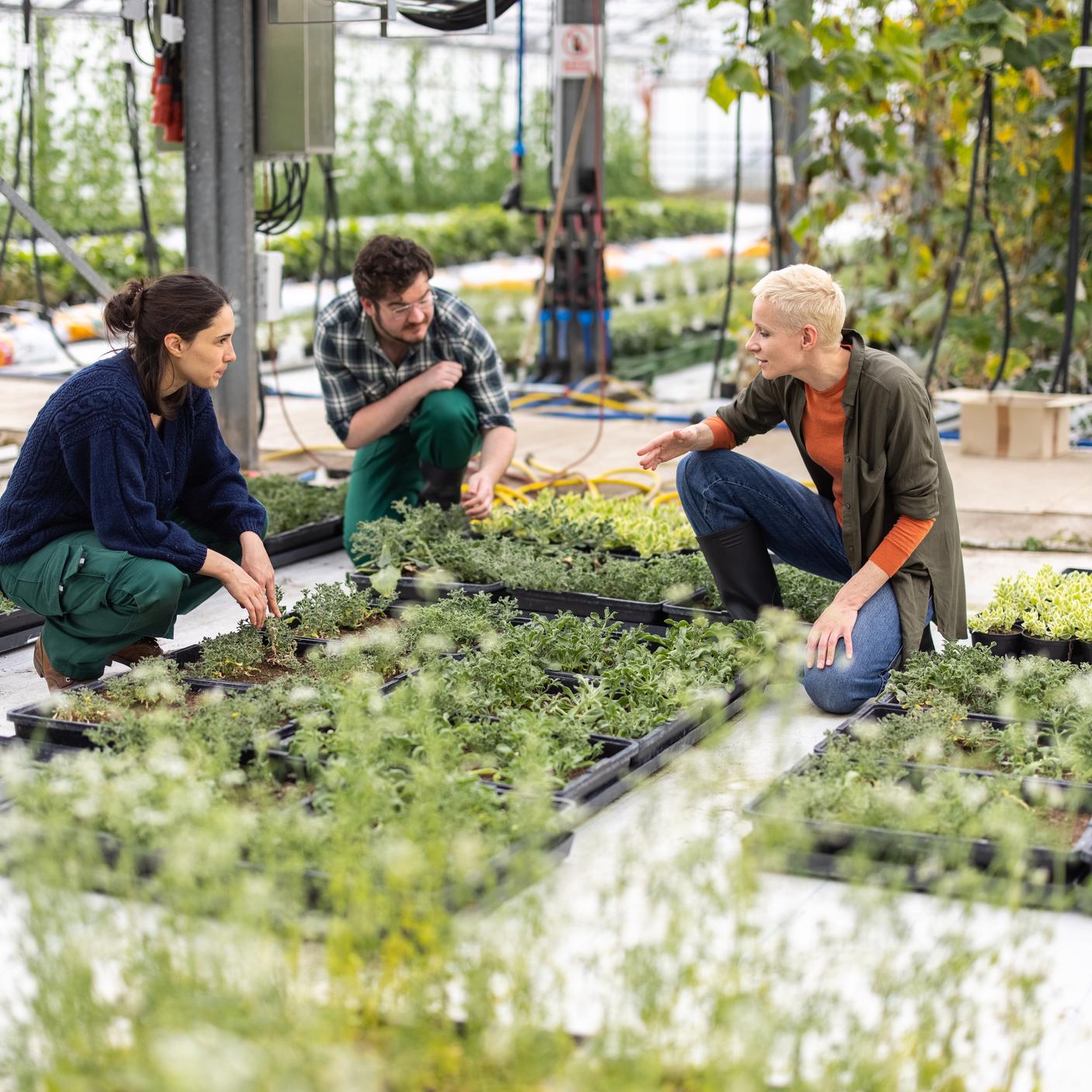 Grupo de trabajadores trabajando en plantas y conversando. Gerente de invernadero hablando de tareas diarias con los trabajadores.
