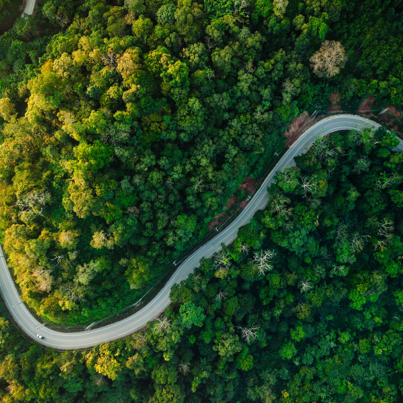 Aerial view of road through forest and trees in the morning.